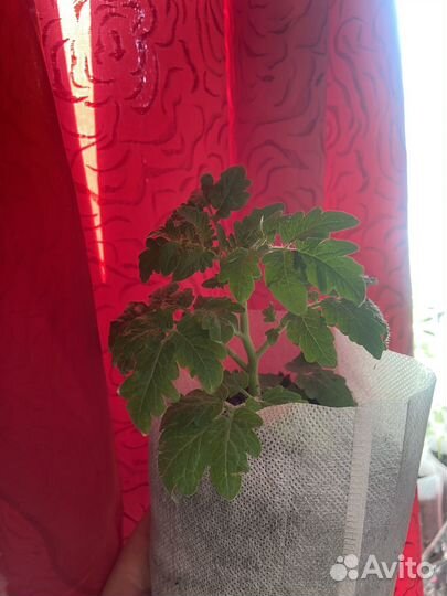 Рассада томатов, перцев, огурцов