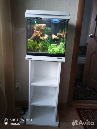 Аквариум тетра на 30л