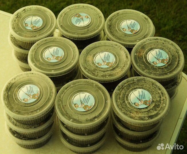 Дендробена венета - черви для рыбалки. Коконы