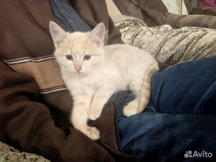 Кошка в дар бесплатно