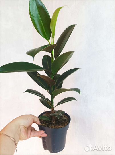 Фикус мелани