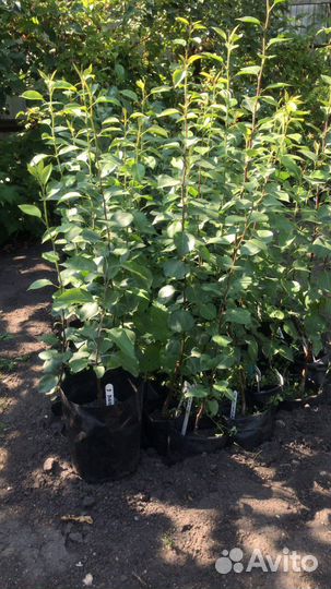 Саженцы Груши нежность