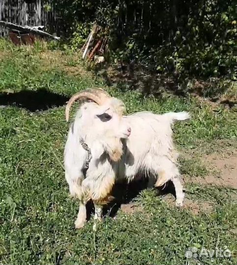 Козел на вязку