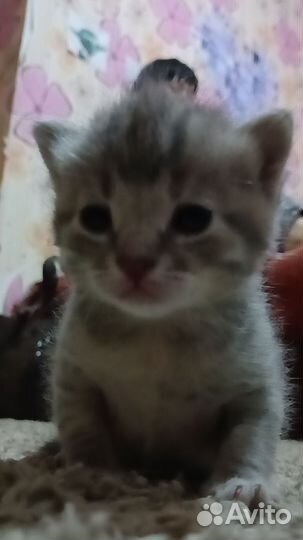 Серенькая кошечка