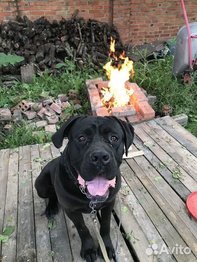 Кобель вязка Кане Корсо