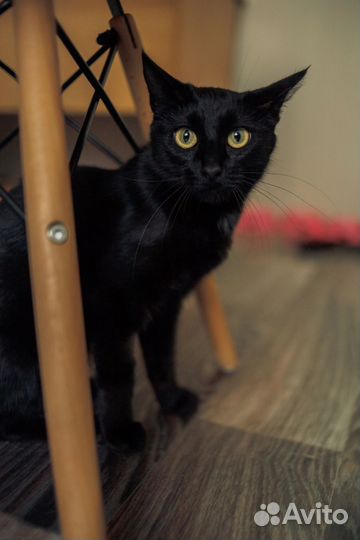 Ласковая кошка