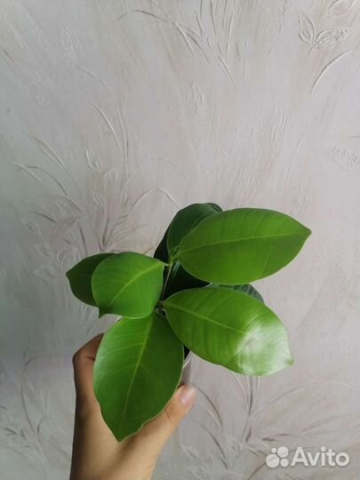 Фикусы разные