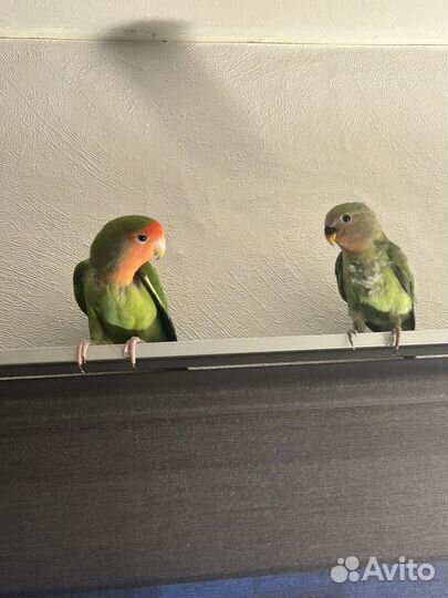 Птенец попугай неразлучник розовощекий