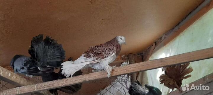 Декоративные и узбекские голуби