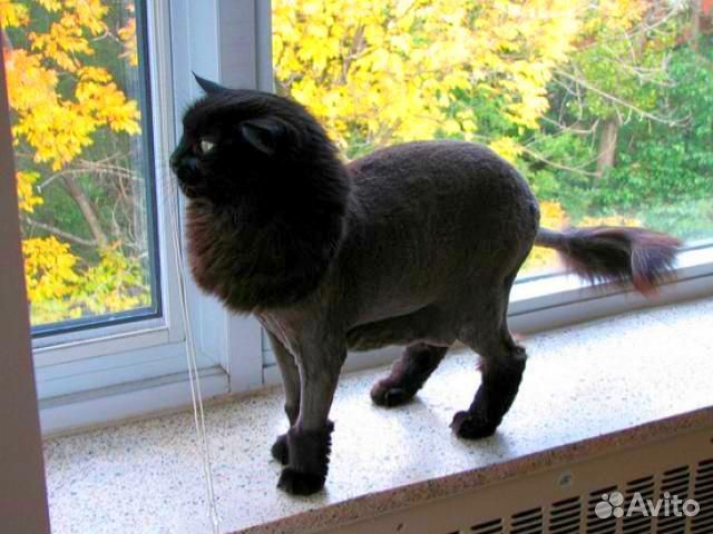 Машинка для стрижки животных аренда