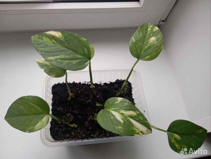 Эпипремнум ауреа