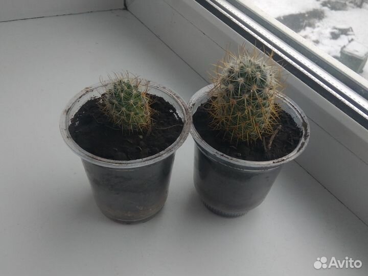 Кактусы маленькие