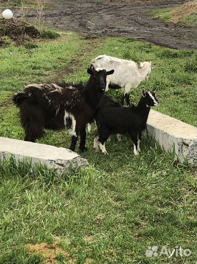 Коза с козлятами