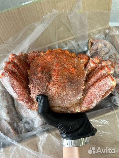 Краб Волосатик