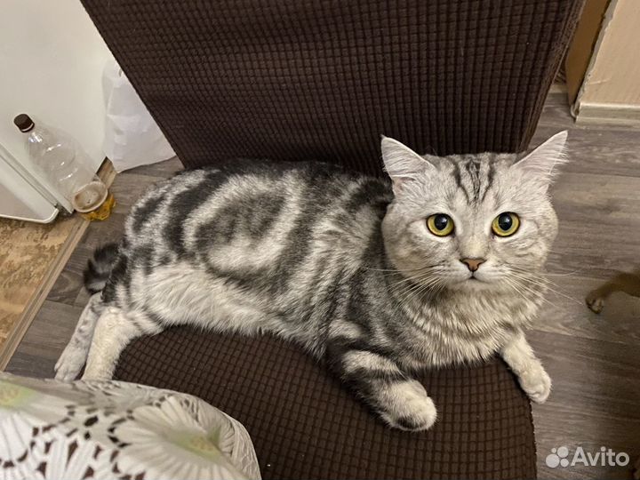 Кот ищет кошечку