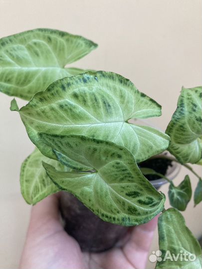 Комнатные растения