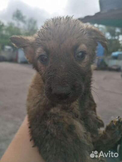 Щенки немецкой овчарки бесплатно