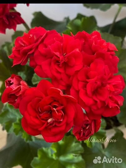 Лиа Марцелина, пеларгония