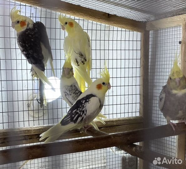 Попугай корелла и другие