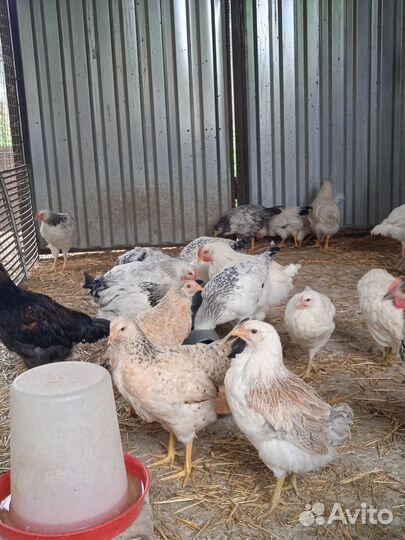 Цыплята 2.5 месяца