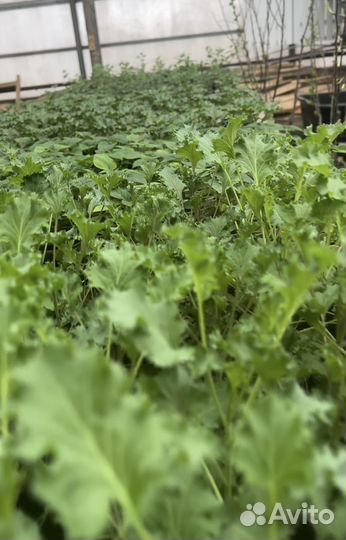 Рассада цветов