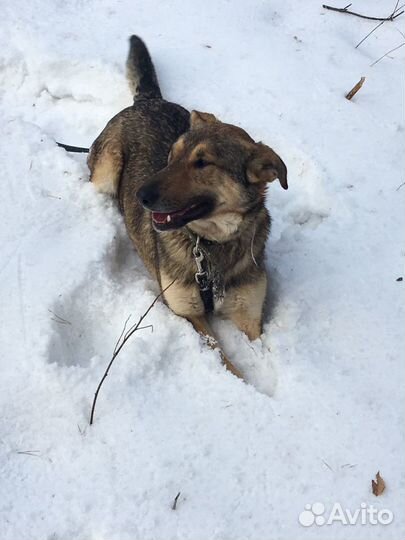 Молодой пёс