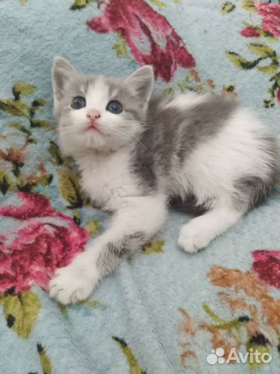 Котенок в добрые руки