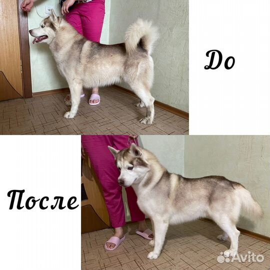 Гигиенический груминг собак и кошек