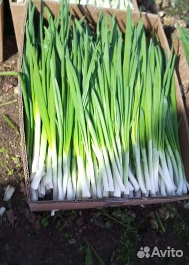 Лук зеленый LUK-9982