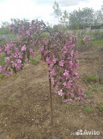 Декоративные растения