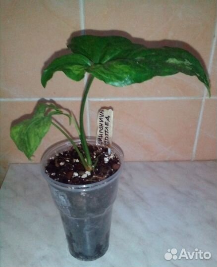 Сингониум,Кислица мартианская, джиаонгуланг