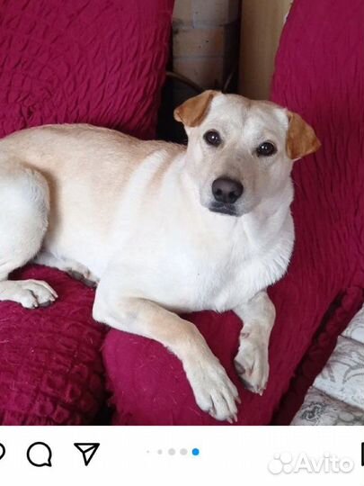 Метис шарпея, щенки приют лазаревское