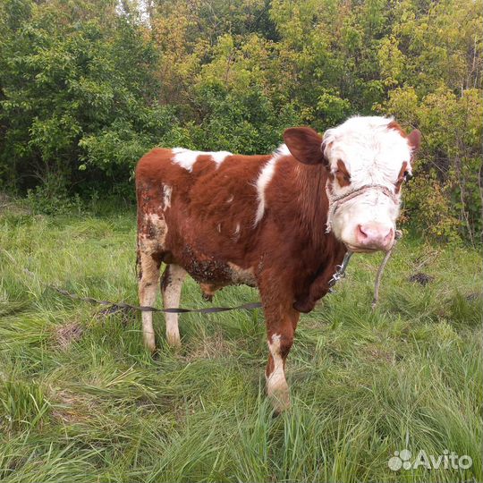 Бычки симменталы годовых