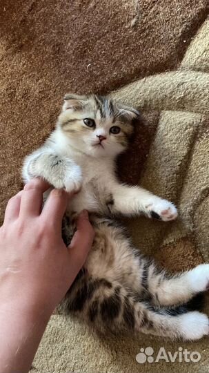Шотландские вислоухие котята