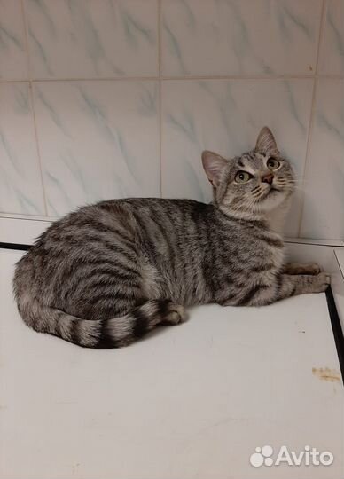 Красивая кошка Фифа