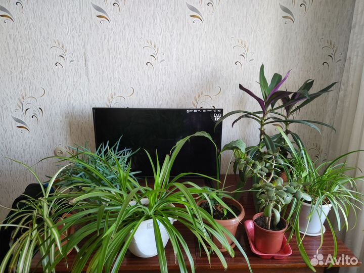 Комнатные цветы