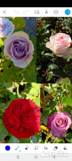 Саженцы роз