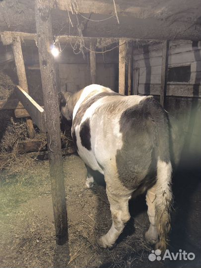 Корова стельная