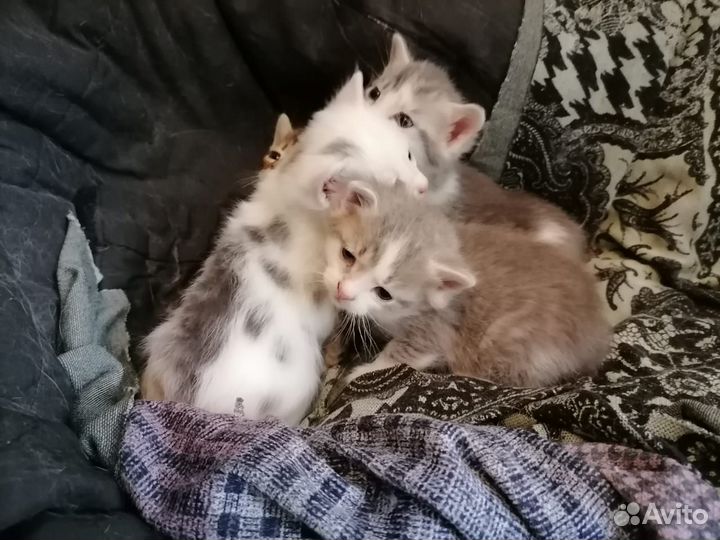 Котята в добрые руки
