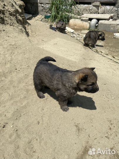 Собака в добрые руки щенок хаски