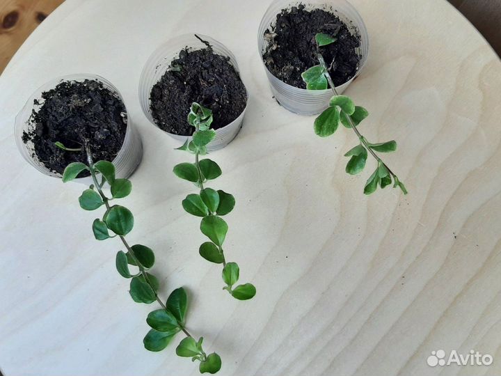 Пеперомия ампельная