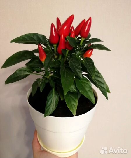 Декоративный перец, семена, кустики с плодами