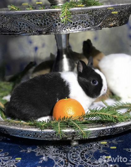 Карлики кролики