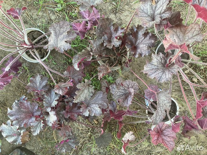 Растения цветы для сада Гейхера, Хоста, Очиток