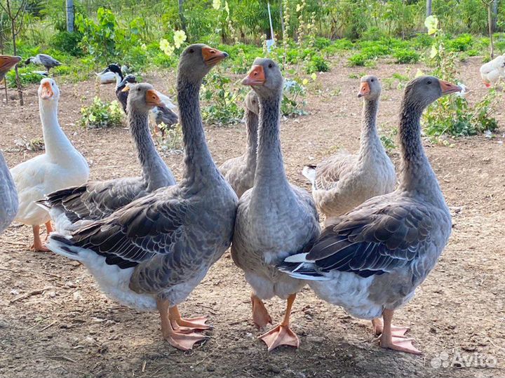 Гуси крупно серые домашние