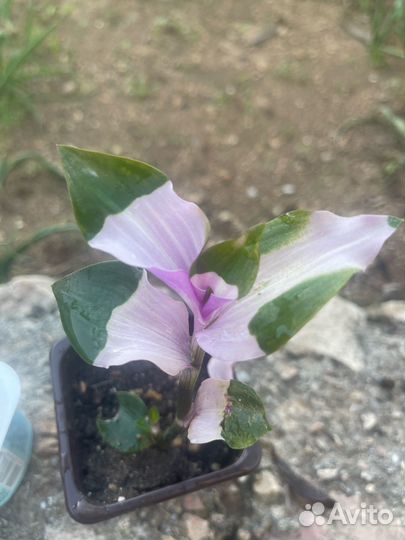 Традесканция