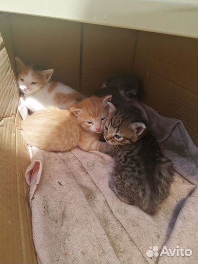 Котята в добрые руки