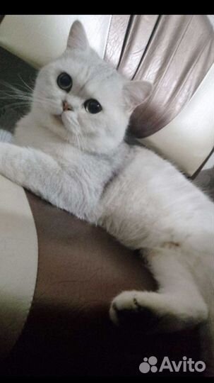 Продаются котята шотландской породы вислоухие