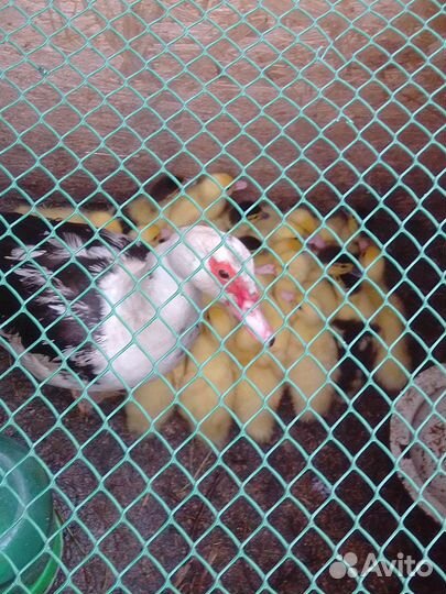 Мускусные утята