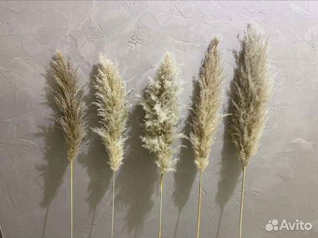 Цветы сухоцветы, пампасы